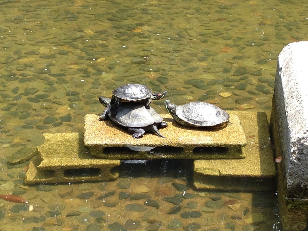 新宿中央公園の池の亀ーその２