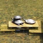 新宿中央公園の池の亀ーその２